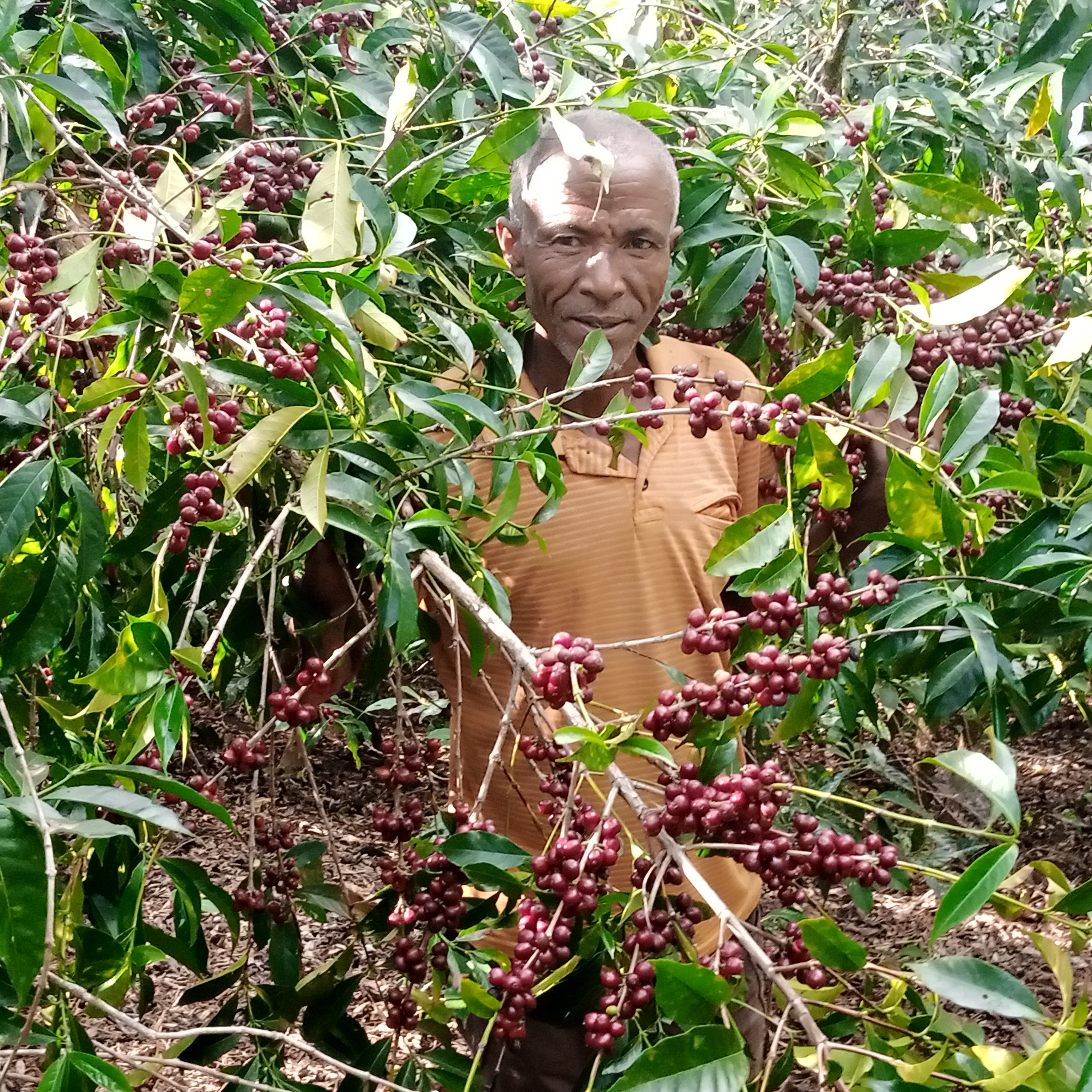 Mengeche Derso, this coffee's farmer, standing among tree with coffee cherries