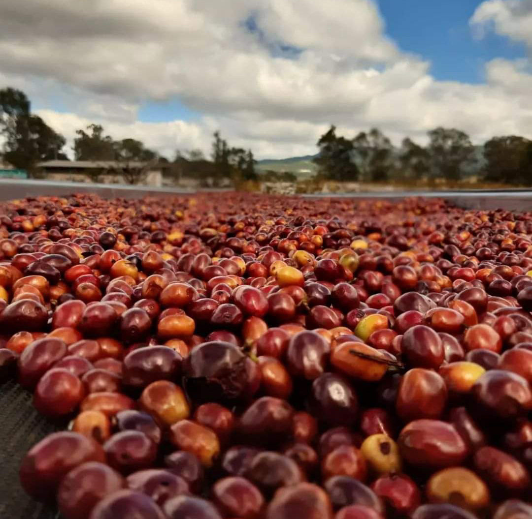 Finca El Pedrero : Honduras